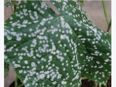 How to prevent problems with powdery mildew in hydroponic crops