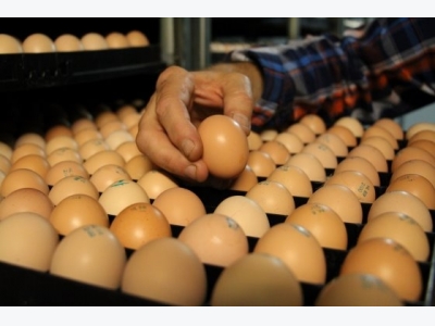 Eggs play vital role in breakthrough disease research