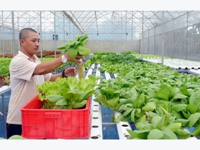 Overseas Vietnamese call for more govt support for hi-tech agriculture