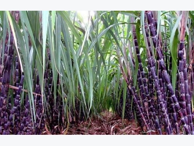Local sugar industry losing against imported products