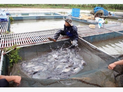 Can Tho, Brazils Maranhao state partner in rice production, aquaculture