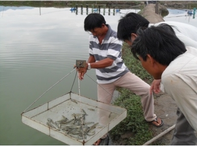 Kinh nghiệm chọn tôm giống và nâng cao tỷ lệ sống, tăng năng suất tôm nuôi