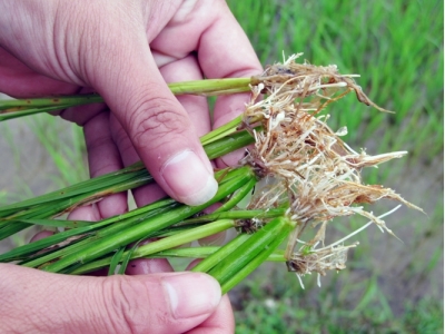 Một số kinh nghiệm phòng trừ tuyến trùng hại rễ trên cây lúa