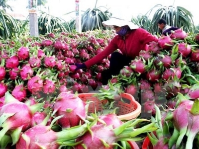 Vietnam seeks ways to boost fruit, veggie exports to EU