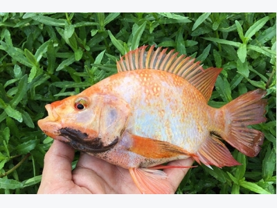 Hướng dẫn phòng, chống bệnh do Tilapia lake virus trên cá rô phi