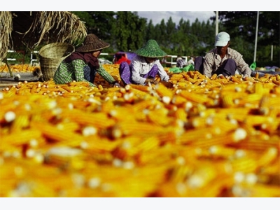 Ngành thức ăn chăn nuôi Myanmar: Dư địa còn rất lớn