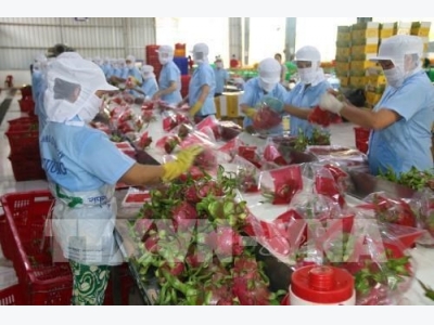 More Vietnamese dragon fruits shipped to Australia