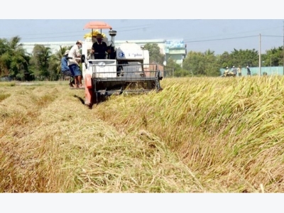 Vietnam to decrease rice export volume, increase value