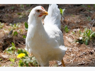 Các nhà khoa học tìm hiểu di truyền học dựa vào tăng trọng ở gà