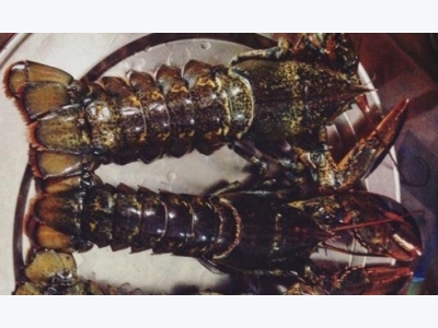 Vietnam consumes 120 tons of Canadian lobsters a year