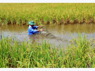 Cà Mau: Dốc sức giữ mô hình con tôm ôm gốc lúa