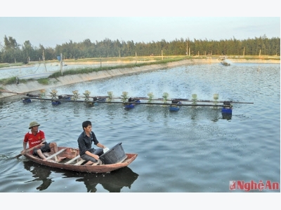 Nông dân thu tiền tỷ nhờ nuôi tôm trên cát