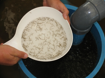 Global brine shrimp supply a potential bottleneck to aquaculture expansion, part 1