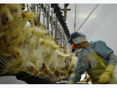 EU, promising market of Vietnamese chicken meat