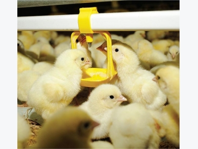 Why use a starter feed from the day the chicks hatch?