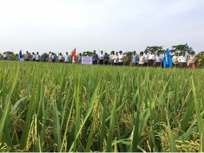 2 giống lúa vượt trội