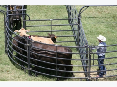 Using livestock scales to measure animal performance