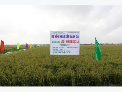 Một số giống lúa kháng bạc lá tốt
