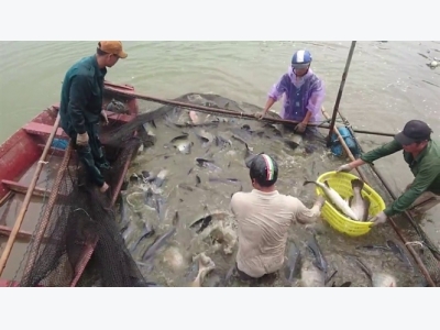 Liên kết nuôi cá vược VietGAP, cung ứng ra thị trường khoảng 2.000 tấn/năm