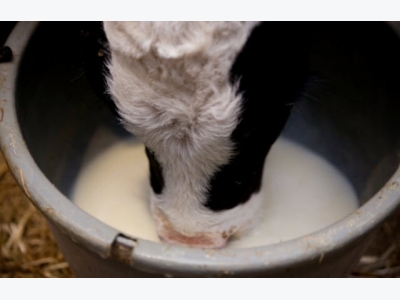 Milk with residues: Feed for calves?