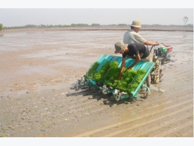 Gieo sạ, bón phân hợp lý trong vụ lúa thu đông