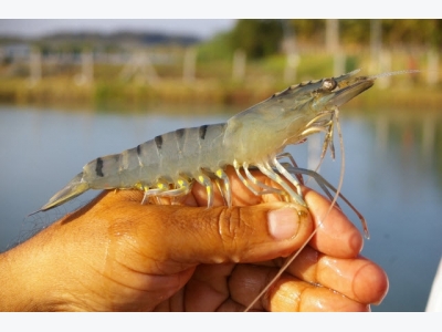 Bacterial diseases of shrimps and their management