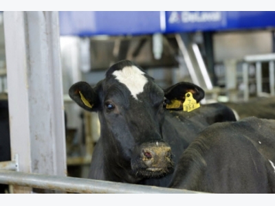 Precision dairy farming: What does it mean today?