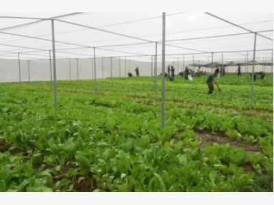 Hanoi promotes hi-tech agricultural development