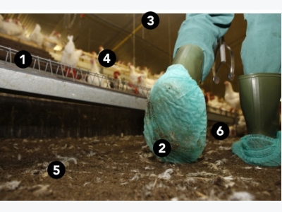 12 ways to eliminate odour on poultry farms