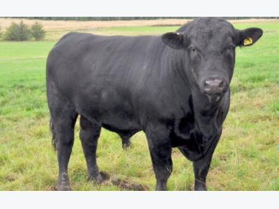 Breeding safer hornless Holstein cows