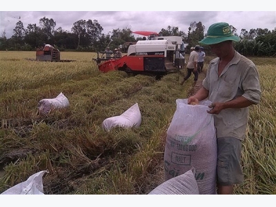 Rice export from Can Tho City on the steep rise