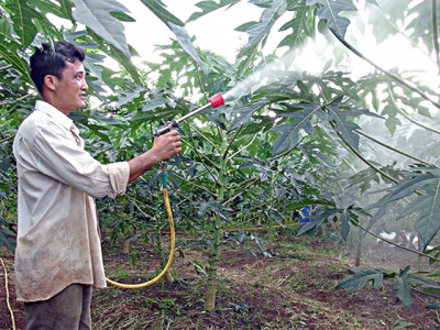 Trồng đu đủ sạch, nông dân thu lãi lớn