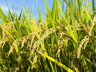 Kỹ thuật trồng và chăm sóc cây lúa - Phần 1