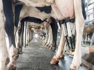 Bovine mastitis treatment marks 'significant progress'