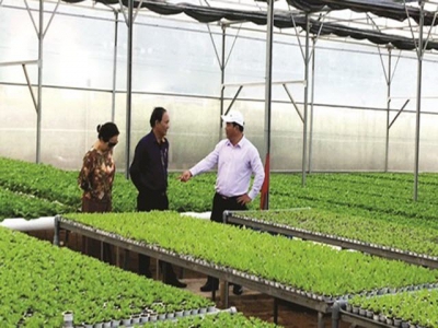 Authorities seek ways to promote VietGap vegetables