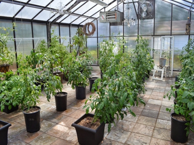 Propagation Procedures for Growing Tomatoes