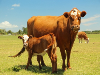 Prenatal nutrition may determine long-term outcomes in beef cattle