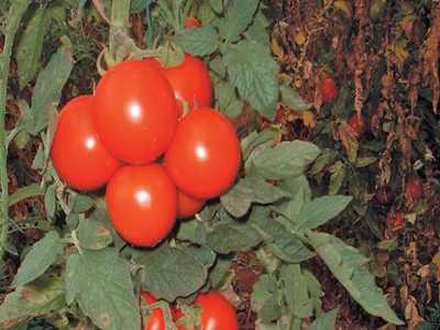Leafy crop vs fruiting crop the balancing act