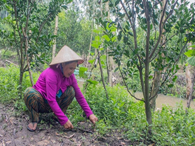 Triển vọng từ cam sành không hạt