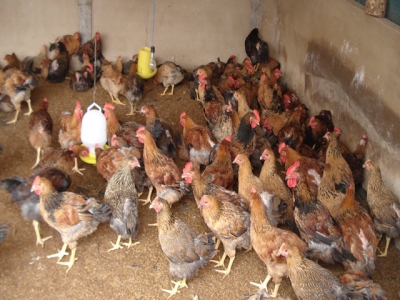 Kỹ thuật chăn nuôi gà thả vườn theo hướng an toàn sinh học - Phần 2