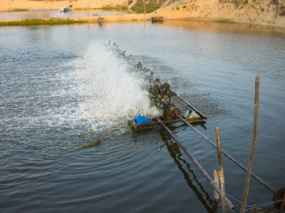 Adjusting carb to lipid ratios in tilapia feeds may boost economic returns, fish performanc