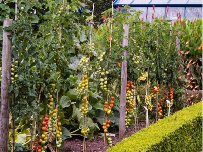 How to grow cordon tomatoes