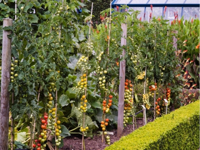 How to grow cordon tomatoes