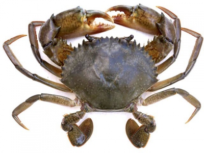 Mud crab aquaculture