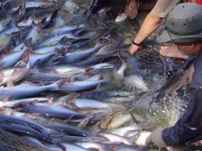 Ưu điểm nuôi cá tra nước mặn
