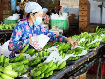 Vietnams fruit, veggie exports likely to exceed 4 billion USD