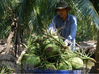 Ben Tre calls for more investment in agriculture