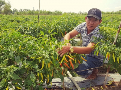 Bí quyết làm giàu: Trồng ớt hữu cơ xuất khẩu