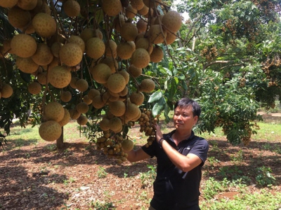 Ghép mắt nhãn muộn lên gốc nhãn ta, quả sai trĩu, lãi hơn nửa tỷ