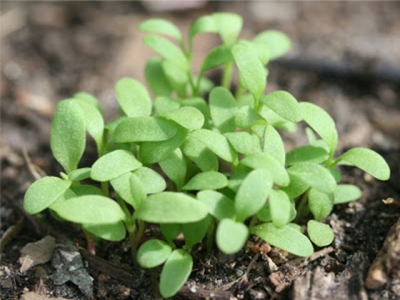 Pests and Diseases of Seedlings and Young Plants
